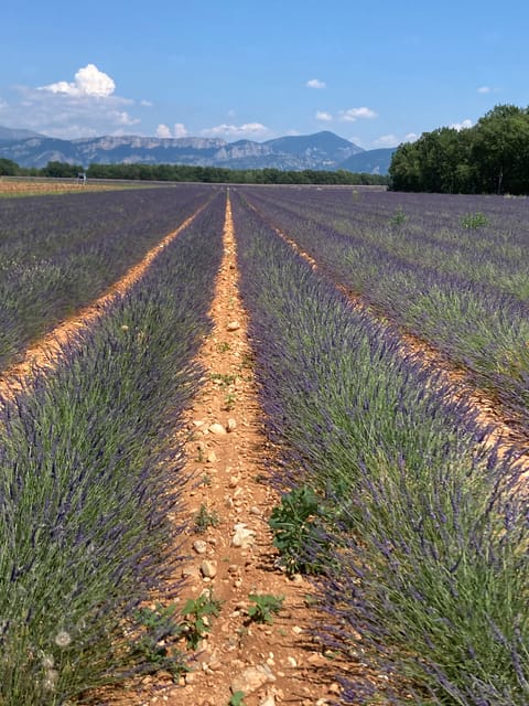 Bespoke Luxury Sightseeing Experiences - Charming Tour: St Paul de Vence, Antibes, Grasse, Cannes