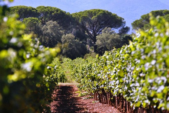 Calanques of Cassis, Aix-en-Provence & Wine Tasting Private Tour - The panoramic ride back toward Nice, plus a Russian-inspired cathedral moment