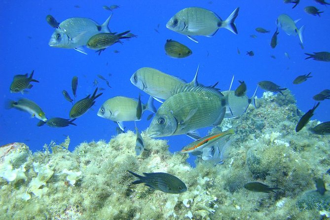French Riviera Villefranche Bay Snorkeling Tour from Nice - Gear fitting, wetsuit timing, and what to expect from the kit