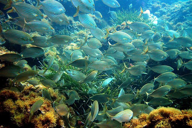 French Riviera Villefranche Bay Snorkeling Tour from Nice - Marine life is the highlight, but jellyfish are a real variable