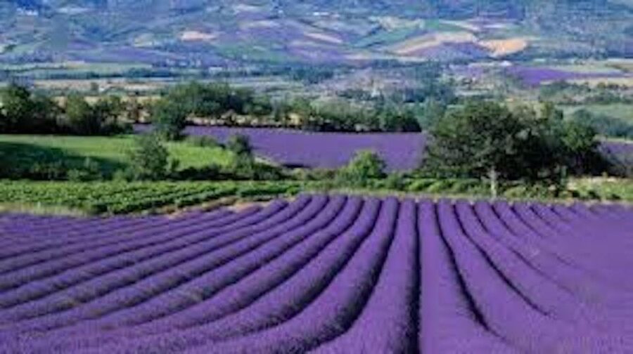 From Nice: Full-Day Provence and Lavender Tour - Key Points to Know Before You Go