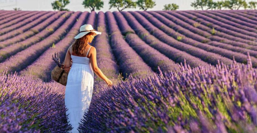 From Nice: Full-Day Provence and Lavender Tour - Verdon Gorge Scenic Drive: The Big Setting, Without the Long Hike