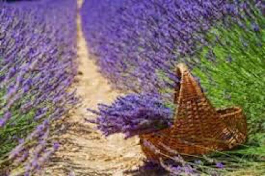 From Nice: Full-Day Provence and Lavender Tour - What to Bring for a Provence Lavender and Verdon Day