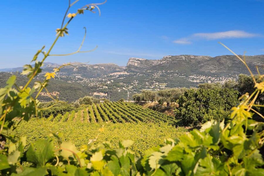 From Nice: Half-Day Wine Tour in the Bellet Wine Region - What it costs and why the value can make sense