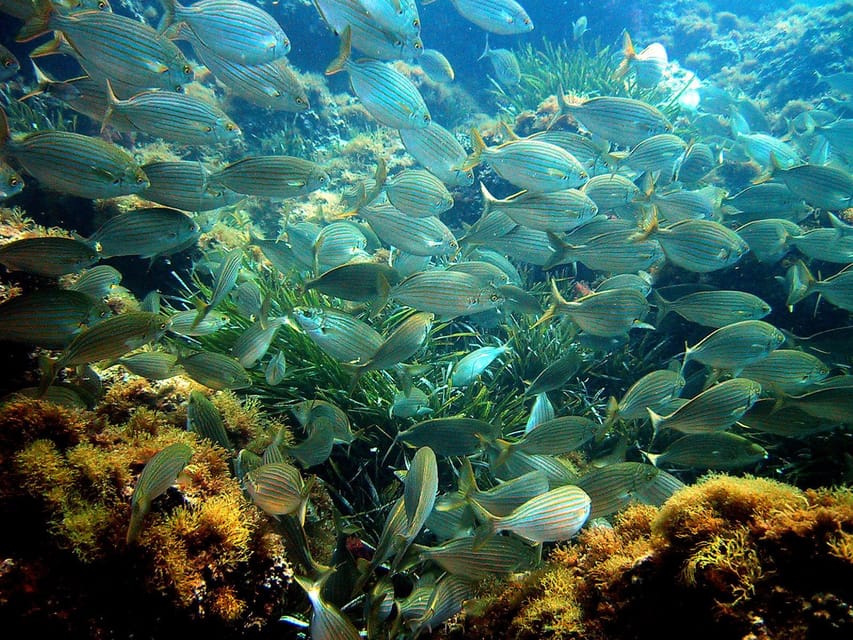 From Nice: Villefranche Bay Swimming & Snorkeling Boat Tour - Snorkeling time: what you’re really getting in 2 hours