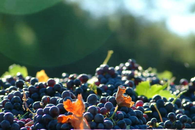 Full-Day Wine Tour in Bellet & Saint-Paul de Vence From Nice - Bellet winery stop one: your first tasting, and the point of it