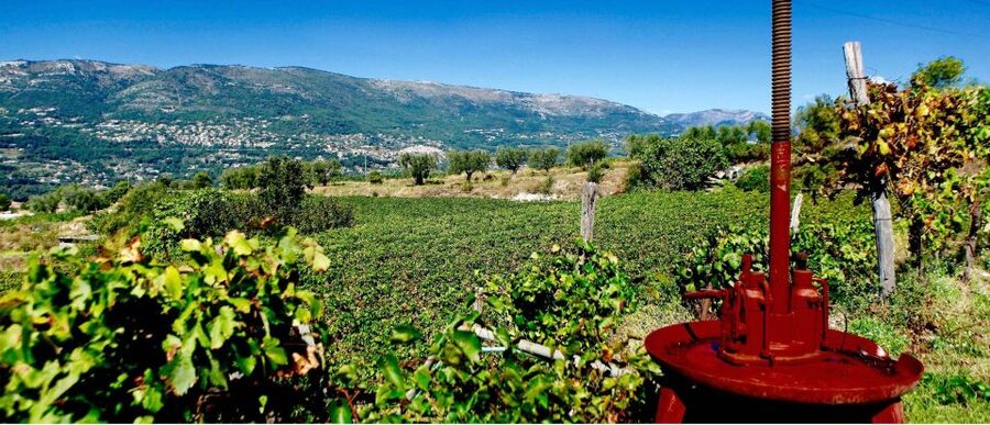 Full-Day Wine Tour in Bellet & Saint-Paul de Vence From Nice - Family-owned winery in the afternoon: ancestral methods and a unique style