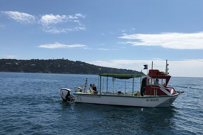 Half Day Snorkeling & Diving in Nice - Underwater highlights: Mediterranean life and the Alps meeting the sea