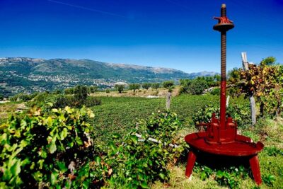 Half-day Wine Tour in Bellet wine region from Nice