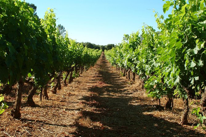 Half-day Wine Tour in Bellet wine region from Nice - Small details that make the tour run smoothly