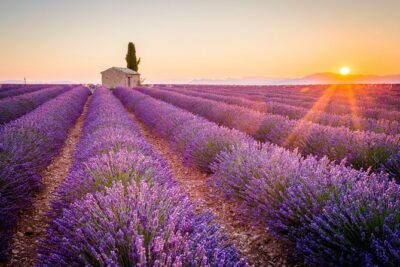 Lavender Fields and Verdon Gorge Adventure from Nice