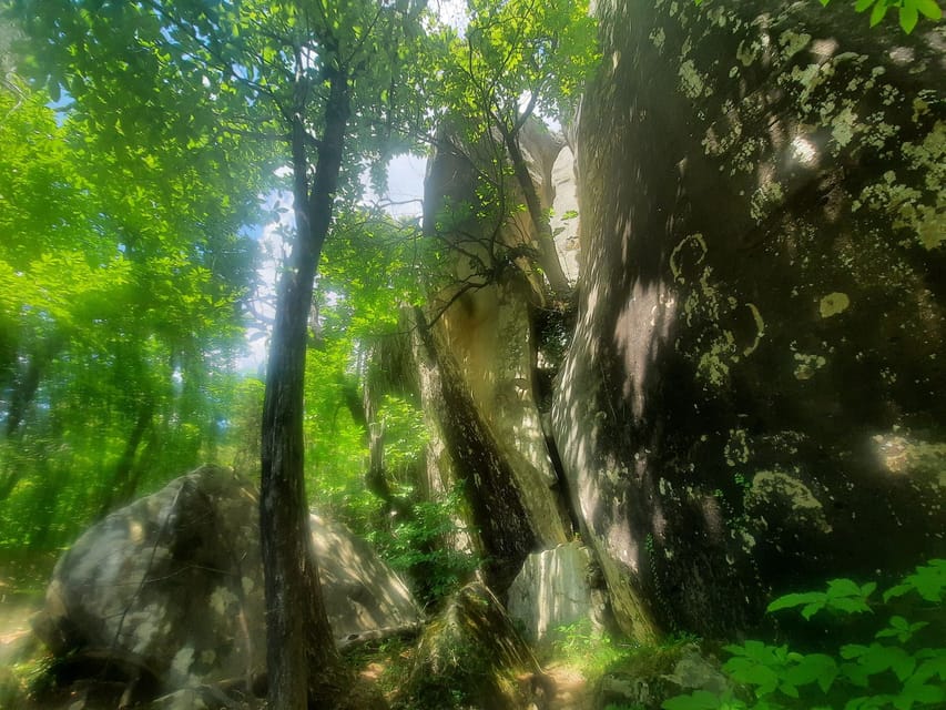 Mountain Train Experience: Hike & Mystic Forest (From Nice) - Who this tour suits, and who should skip it
