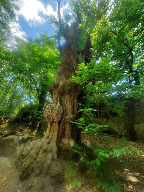 Mountain Train Experience: Hike & Mystic Forest (From Nice) - How tough is it really: 8 to 10 km plus serious uphill energy