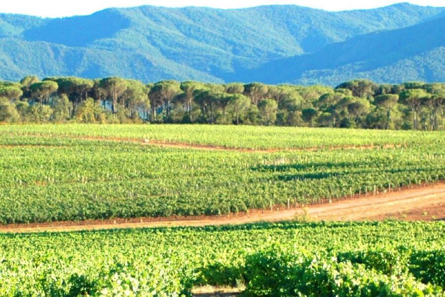 Nice: Full-Day Côtes de Provence Wine Tour - Should you book this Côtes de Provence day trip from Nice?