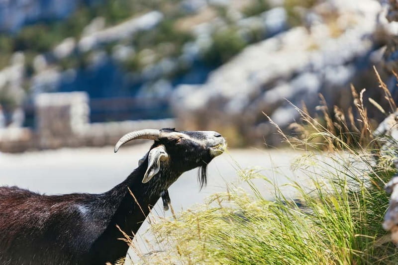 Nice: Gorges of Verdon and Fields of Lavender Tour - Who should book this Verdon and Lavender tour (and who should skip)