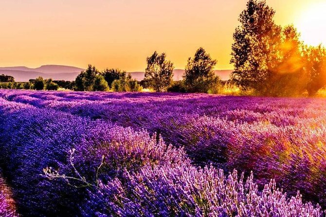 Nice: Gorges of Verdon and Fields of Lavender Tour - The Gorges du Verdon: turquoise canyon views at 700 meters down