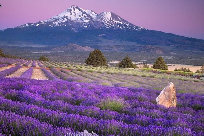 Nice: Gorges of Verdon and Fields of Lavender Tour - Guides, driving style, and how the day stays fun