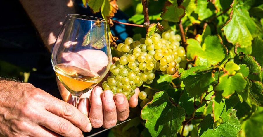 Nice: Provence Village Tour with Wine and Produce Tasting - Key highlights you should care about
