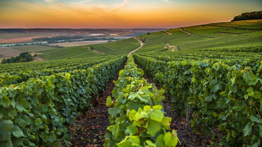 Organic Wine Tasting with Saint paul Half Day Tour from Nice - Key Points to Know Before You Go