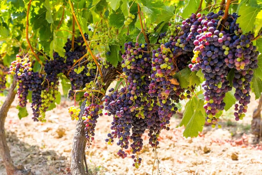 Organic Wine Tasting with Saint paul Half Day Tour from Nice - Saint Jeannet Wine Estate, Organic Tasting with Real Process