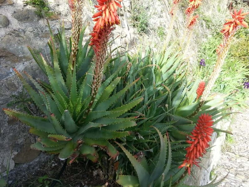 Private Côte d'Azur shore Excursions From Ville Franche - How the 8 hours are paced, and how to enjoy it
