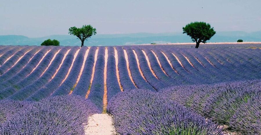 Private Day Trip to Provence and Lavender Fields - Key Highlights You Should Actually Care About