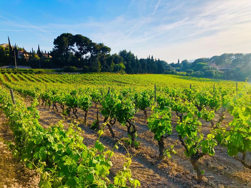 Private Day Trip to Provence and Lavender Fields - Lavender Fields in Bloom: Late June to Early August