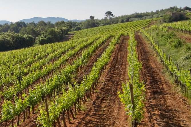 Private Day Trip: Wine Tasting Tour with Pinic Lunch From Nice - A Private Wine Escape From Nice in One Long, Enjoyable Day