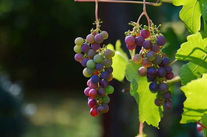 Private Day Trip: Wine Tasting Tour with Pinic Lunch From Nice - Château de Saint-Martin: The Picnic Lunch Stop You Will Actually Remember