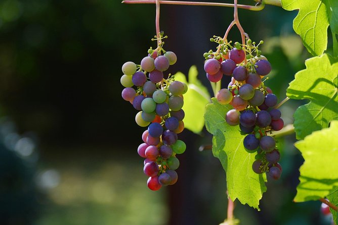 Private Day Trip: Wine Tasting Tour with Pinic Lunch From Nice - Guide Alex and the Family-Friendly Comfort Factor