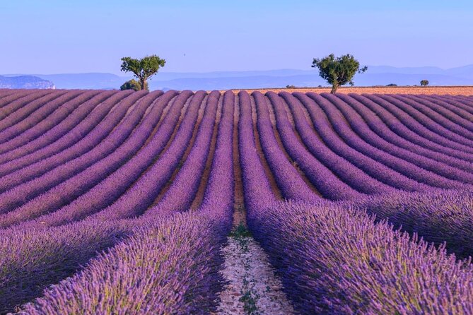 Private Tour of Gorges of Verdon and Fields of Lavender in Nice - Key things you should know before you go