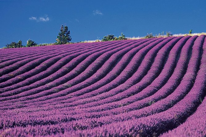 Provence and Lavender - private & Guided Full Day Tour - Timing your lavender day: the flowering window that drives everything