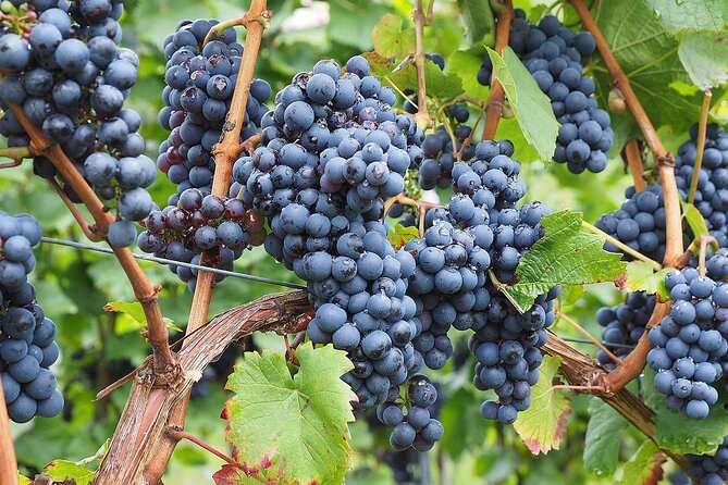 Provence Organic Wine Tasting Half Day Tour from Nice - What You’ll Drink: Six Organic Wines in Theory, Five in Practice