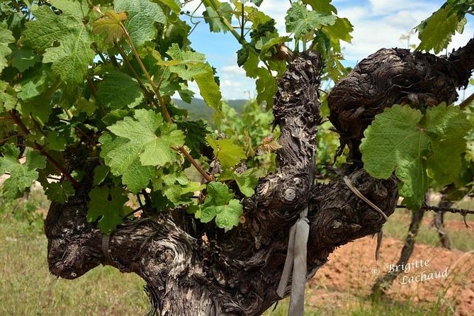 Provence Private Full Day Wine Tour with Wine Tasting - Château Font du Broc, the cathedral-like underground cellar moment