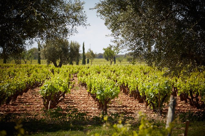 Provence Private Full Day Wine Tour with Wine Tasting - Domaine de Sainte Roselyne since 1329