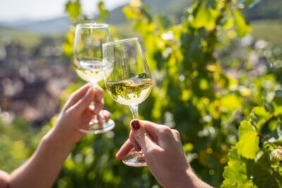 Provence, Vineyards and Lavender Fields Private Day Trip