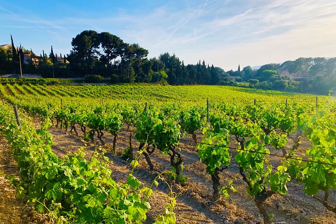 Provence, Vineyards and Lavender Fields Private Day Trip - When You Choose Verdon Canyon Country Instead of Aix