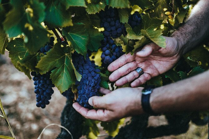 Provence Wine Tour - Private Day Tour from Antibes - Stop 1, Château de Saint-Martin and the Rosé-Forward Masterclass