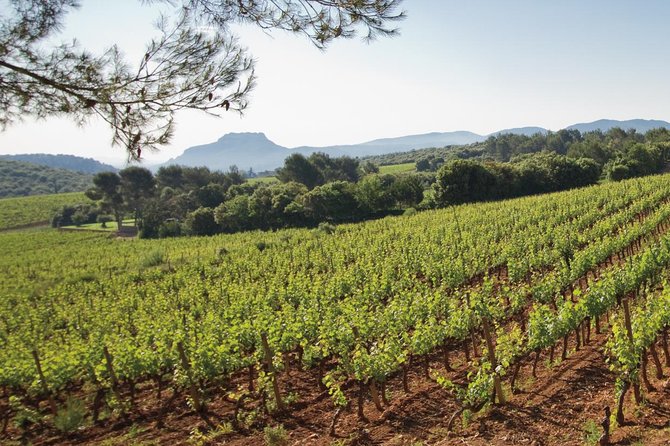 Provence Wine Tour - Private Day Tour from Cannes - Lunch and Timing: The Part You Need to Budget and Plan