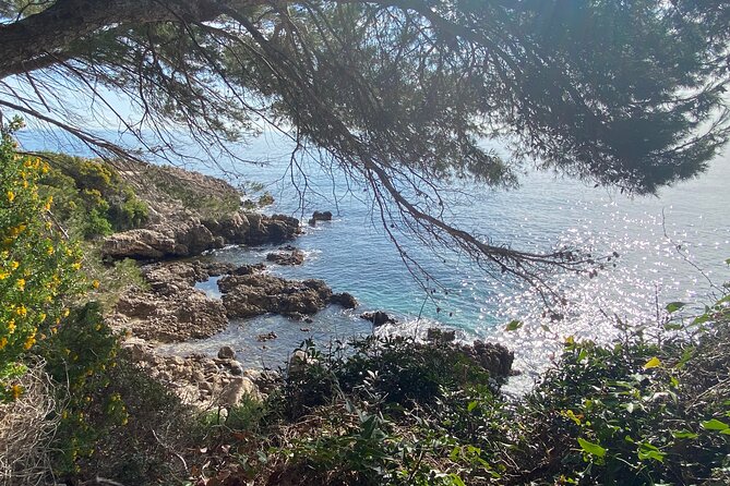 Small Group Full-Day Trip to French Riviera Highlights from Nice - Cannes stop: Film Festival Palace area, palmtrees, beaches, and café life