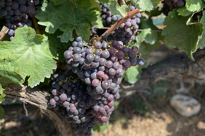 Small Group Guided E-bike Tour in Nice's Organic Vineyard - Nice to the vineyards on e-bike: how the ride really feels
