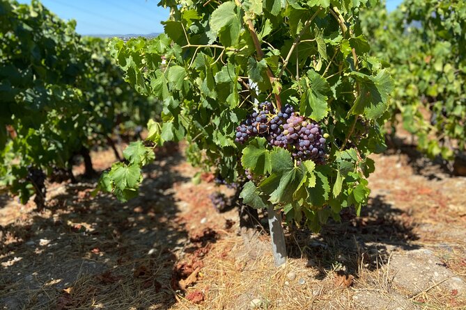 Small Group Guided E-bike Tour in Nice's Organic Vineyard - Safety, fitness, and road comfort: the honest checklist