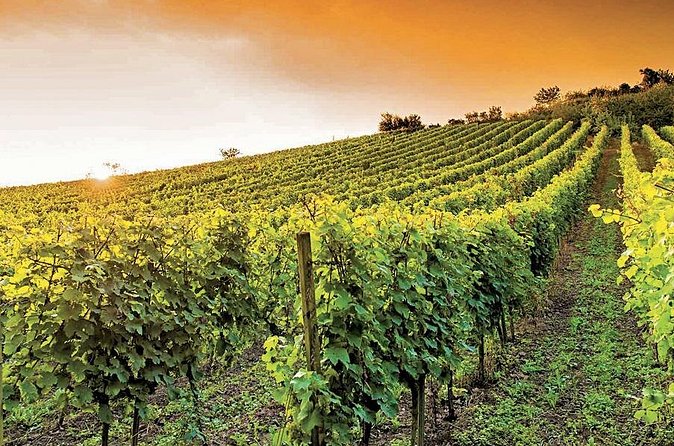 the Bellet wine tasting - Who this tour fits, and who should pass