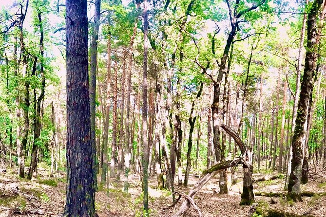 Tour with the Mountain Train, Trek to Mystic Forest and Castle - Key highlights you will feel right away
