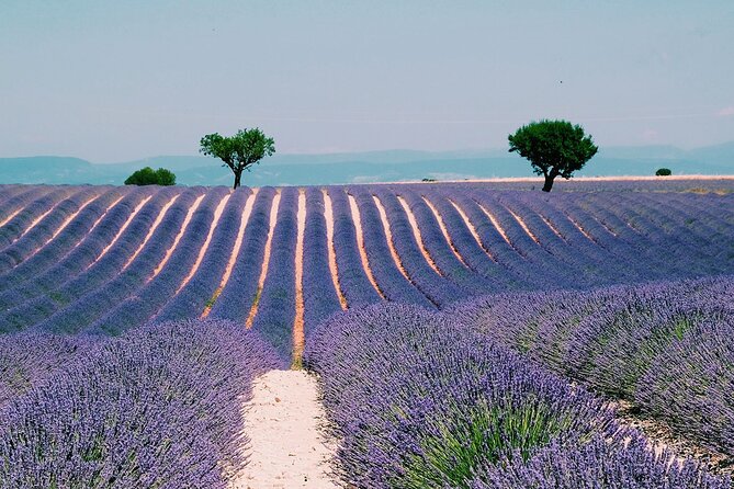 Verdon Gorge: The Grand canyon of Europe, Lake and Lavender - Valensole lavender season: the timing is part of the value