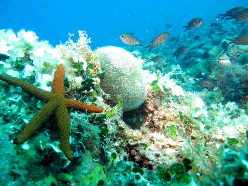 Villefranche-sur-Mer: Experience an introduction to scuba diving - Key highlights at a glance