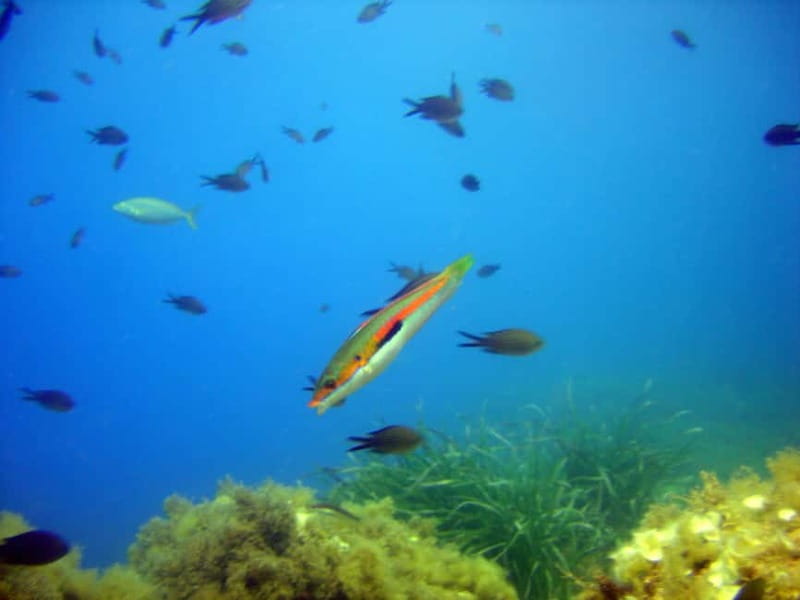 Villefranche-sur-Mer: Experience an introduction to scuba diving - Price and what you’re actually paying for (about $112)