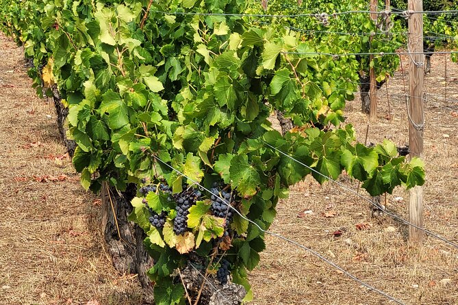 Visit Mademoiselle Château and Wine Tasting on Hillsides of Nice - Wine cellars and the guide’s winemaking explanations