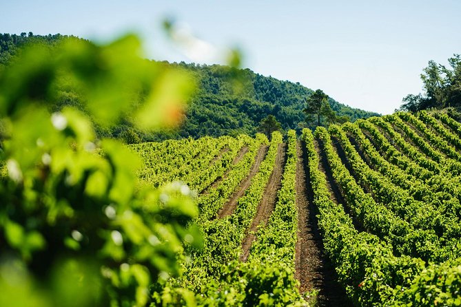 Wine Tasting, Cannes, Coco Chanel, Perfume Factory & Grasse - Boulevard de la Croisette: luxury views, beaches, and quick shopping window